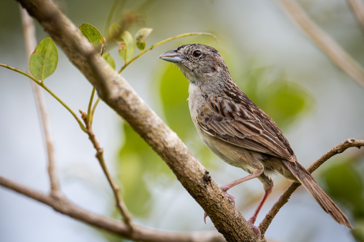 Botteri's Sparrow (Peten) - ML585781491