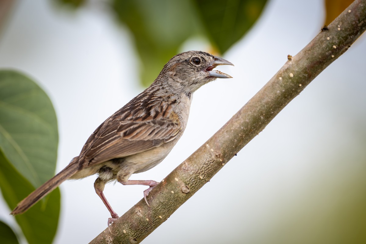 Botteri's Sparrow (Peten) - ML585781751