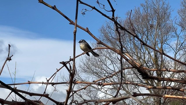 Gray Fantail (alisteri) - ML585782531