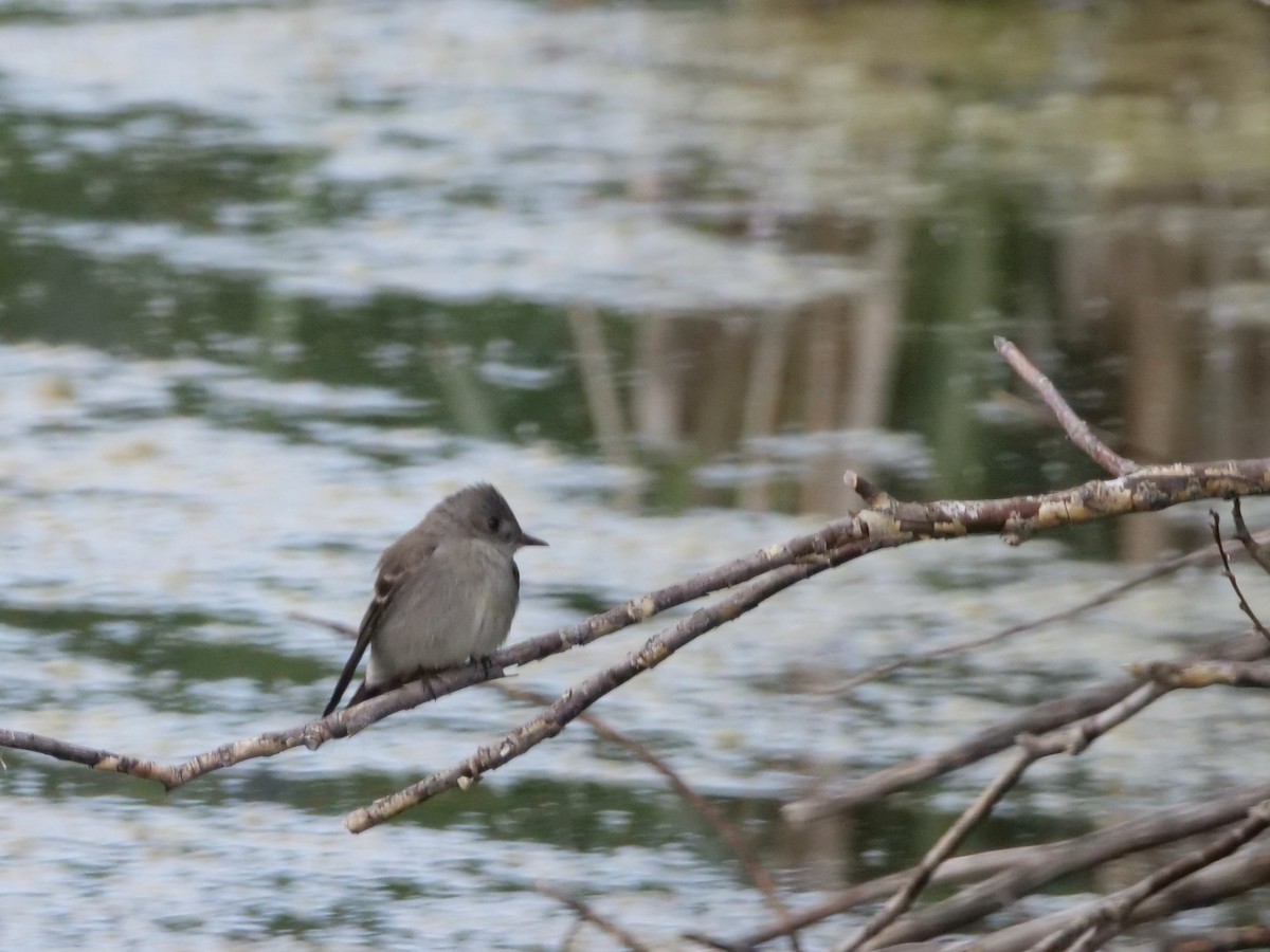 Western Wood-Pewee - ML585783961