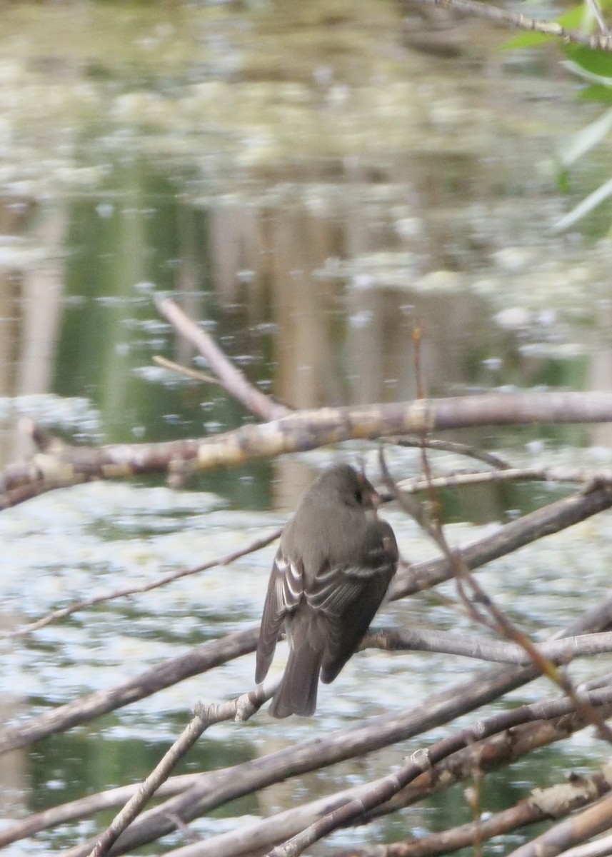 Western Wood-Pewee - ML585783991