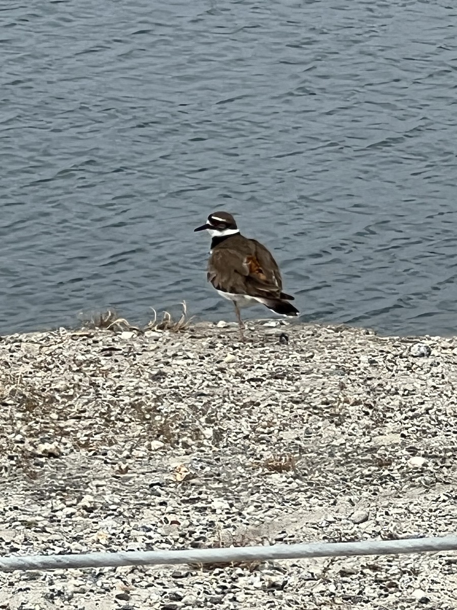 Killdeer - ML585785291