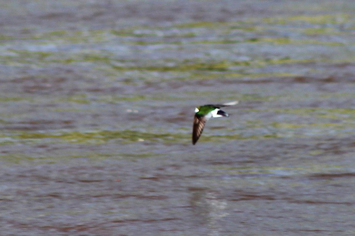 Violet-green Swallow - David Lerwill