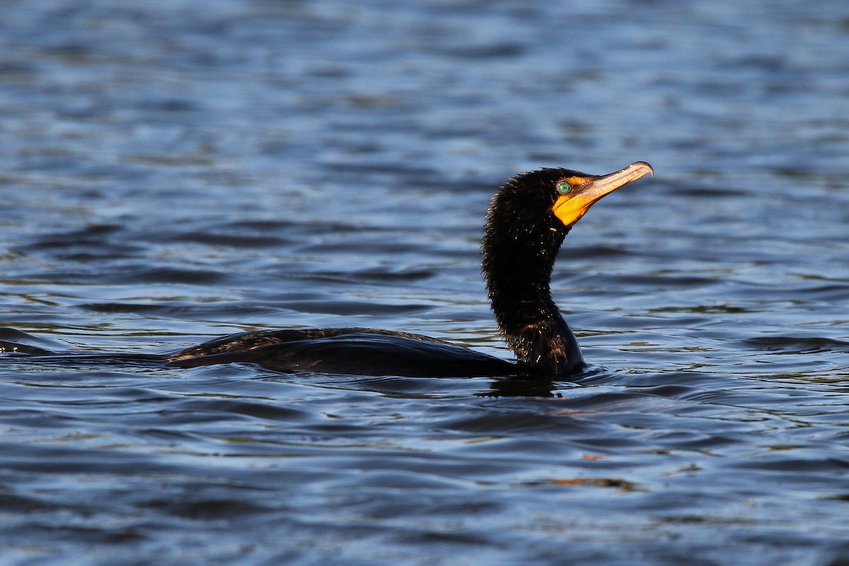Double-crested Cormorant - ML585785601