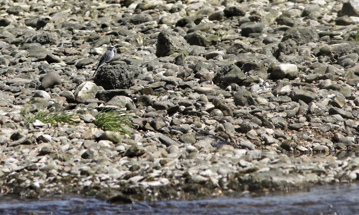 White Wagtail - ML585785611