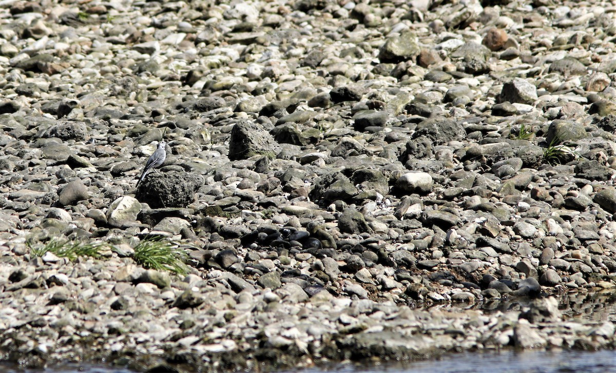 White Wagtail - ML585785621