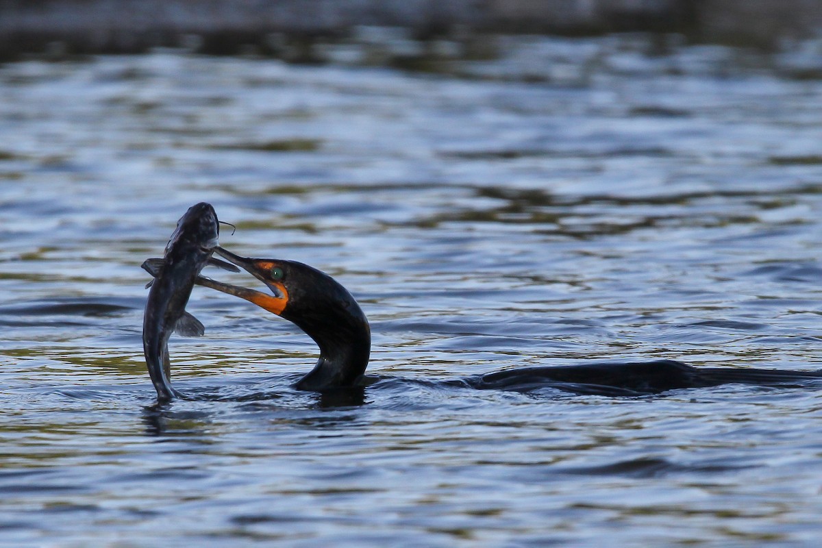 Double-crested Cormorant - ML585785711