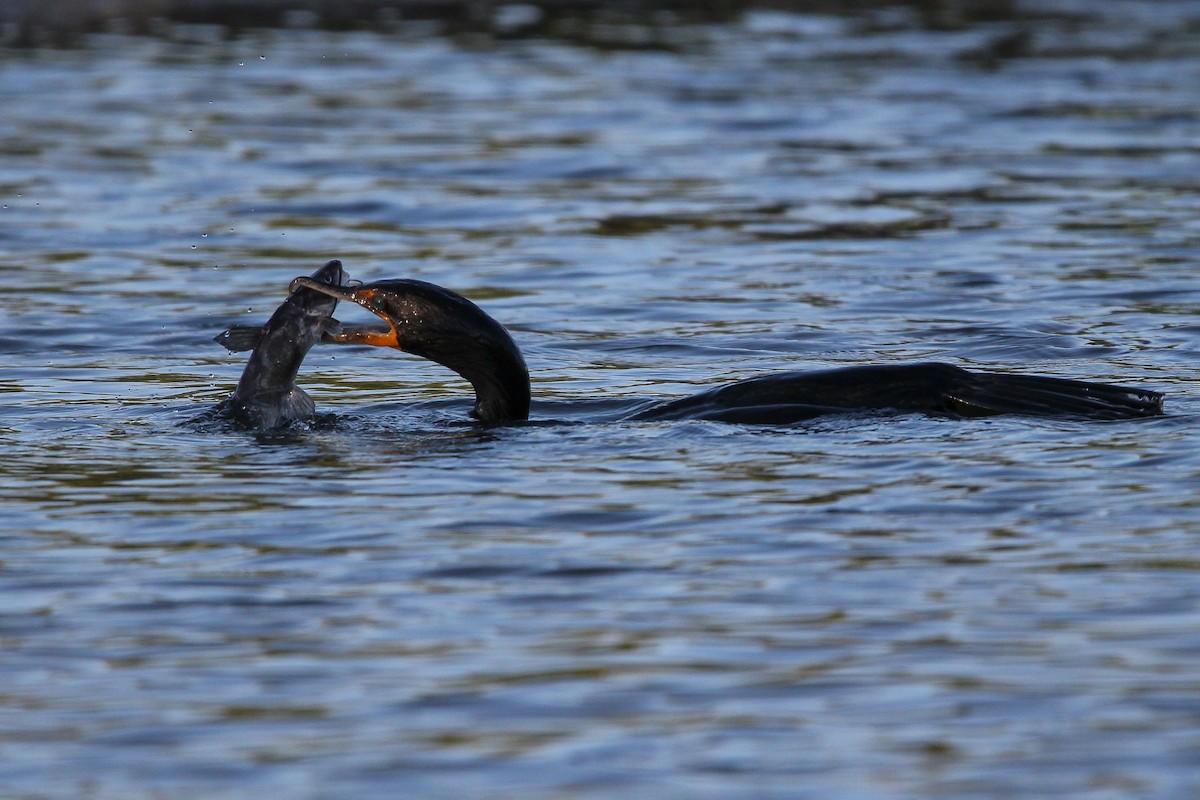 Double-crested Cormorant - ML585785811