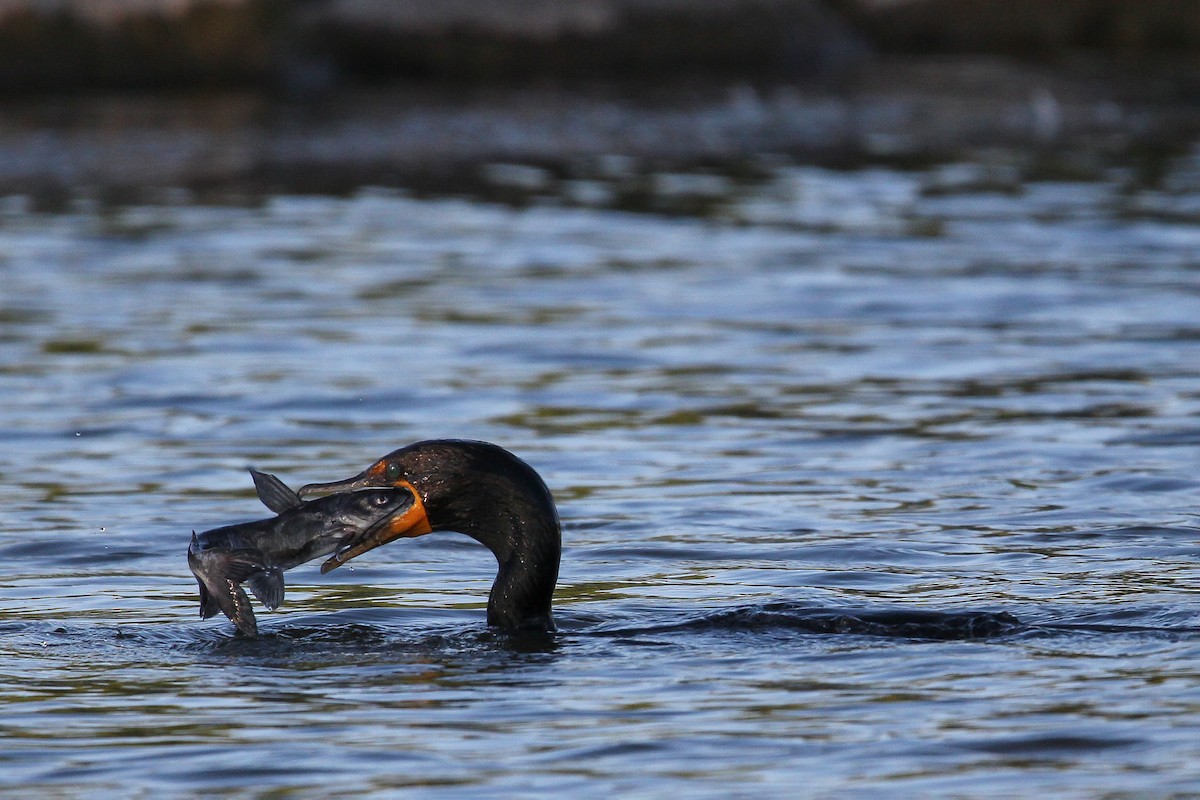 Double-crested Cormorant - Jared Howard