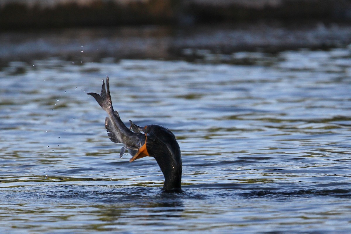 Double-crested Cormorant - ML585785971