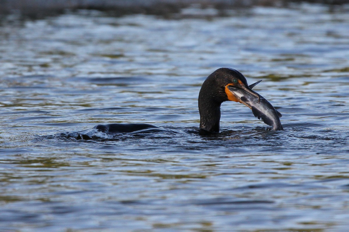 Double-crested Cormorant - ML585786061