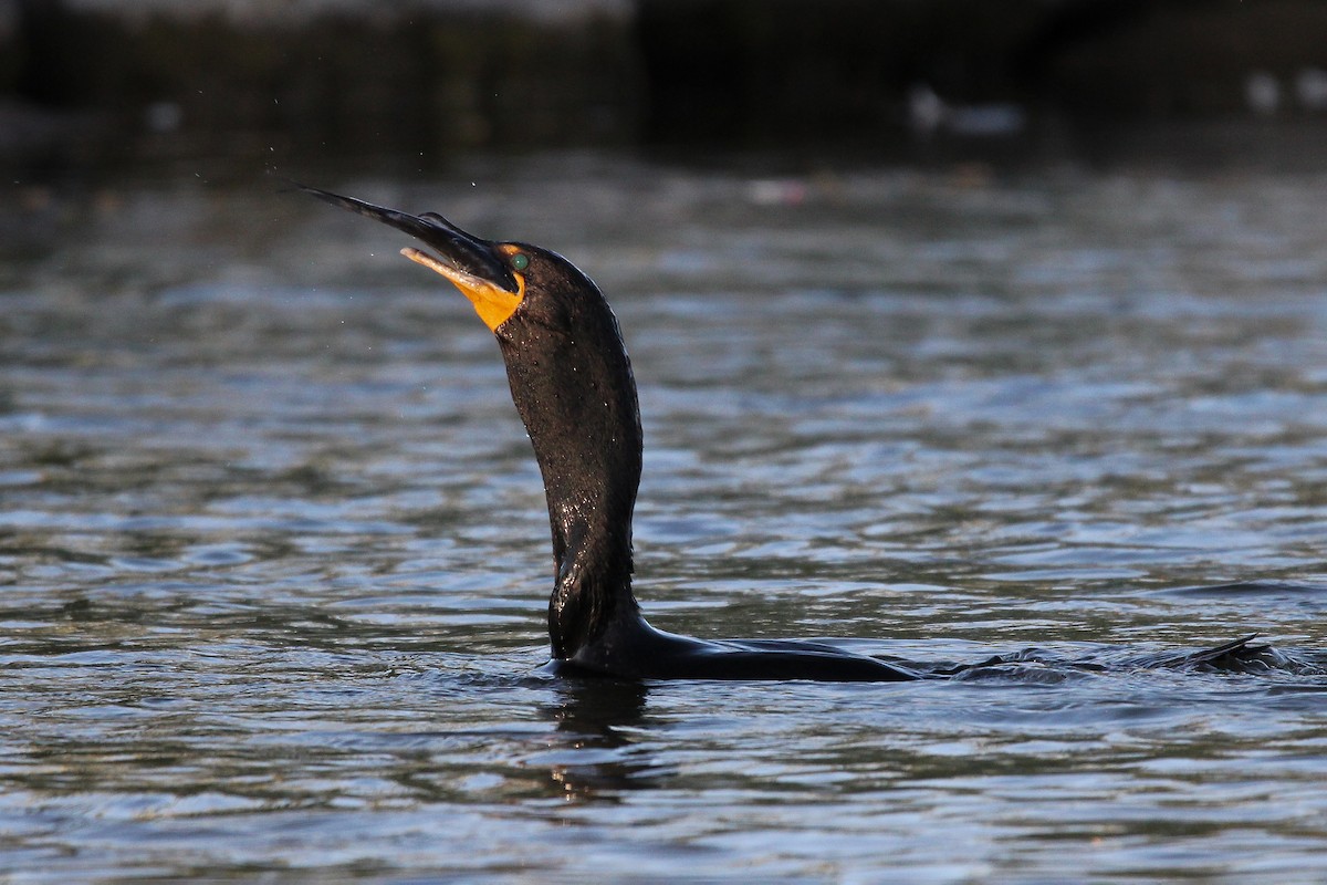 Double-crested Cormorant - ML585786191