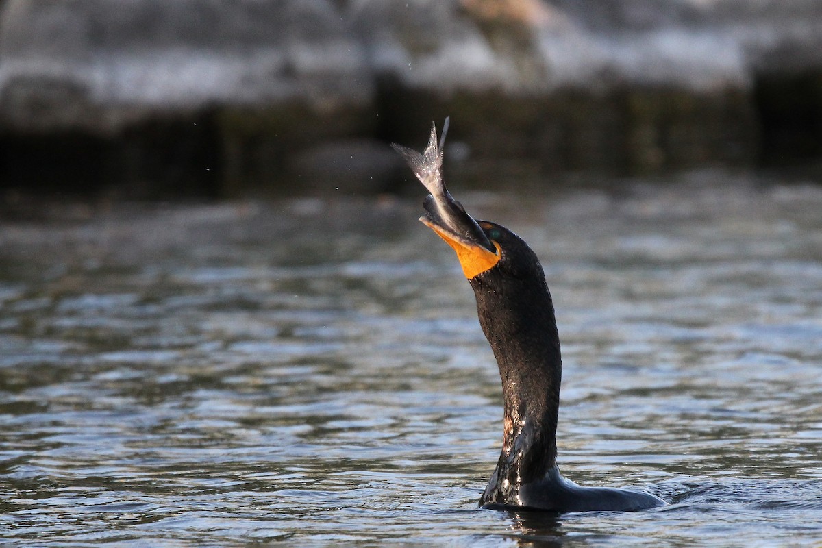 Double-crested Cormorant - ML585786261