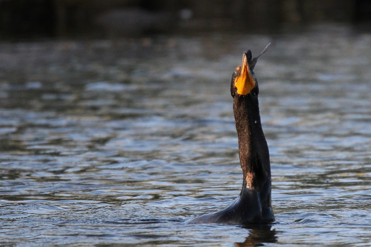 Double-crested Cormorant - ML585786461