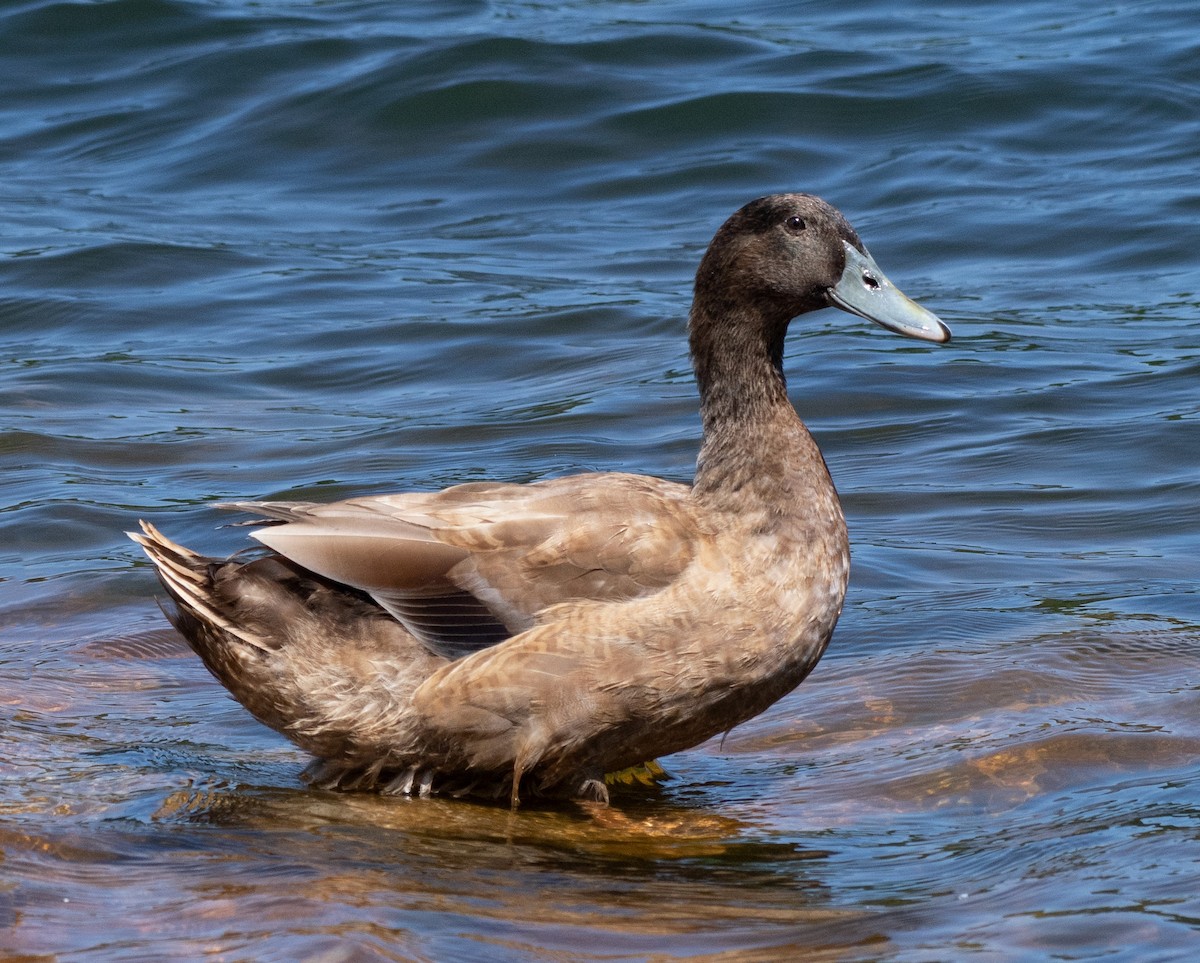 Mallard (Domestic type) - Alison Davies