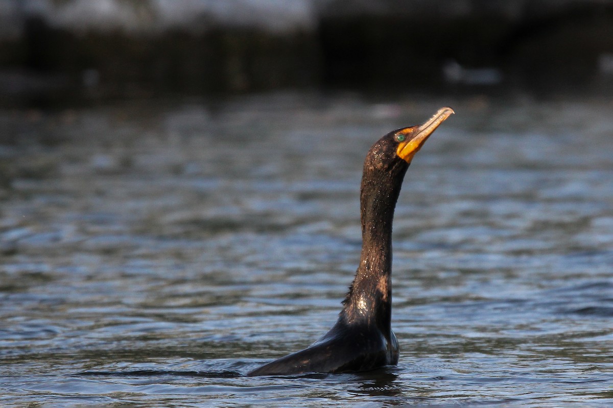 Double-crested Cormorant - ML585786581