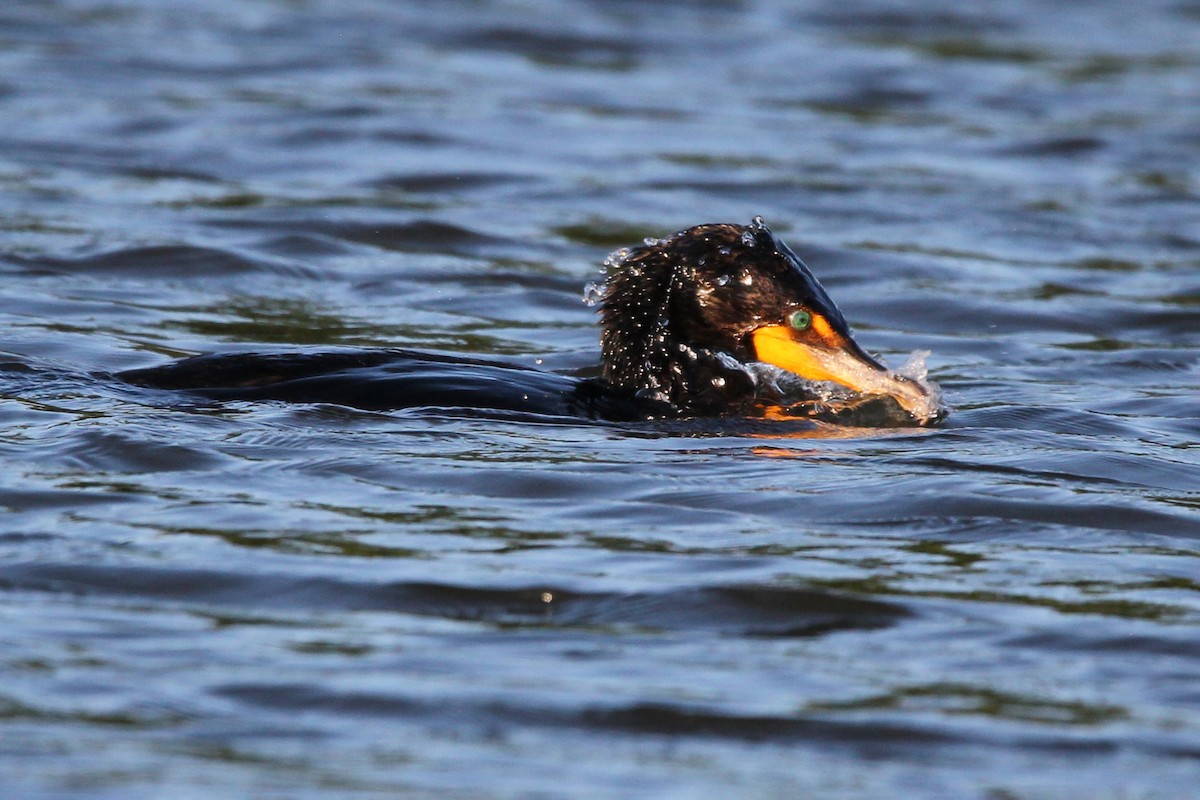 Double-crested Cormorant - ML585786701