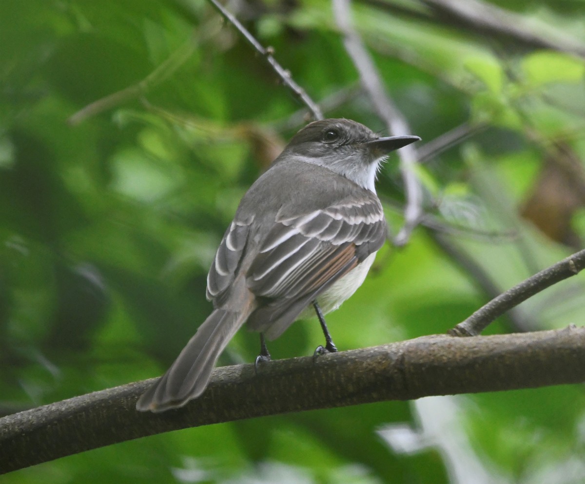 Stolid Flycatcher - ML585786761