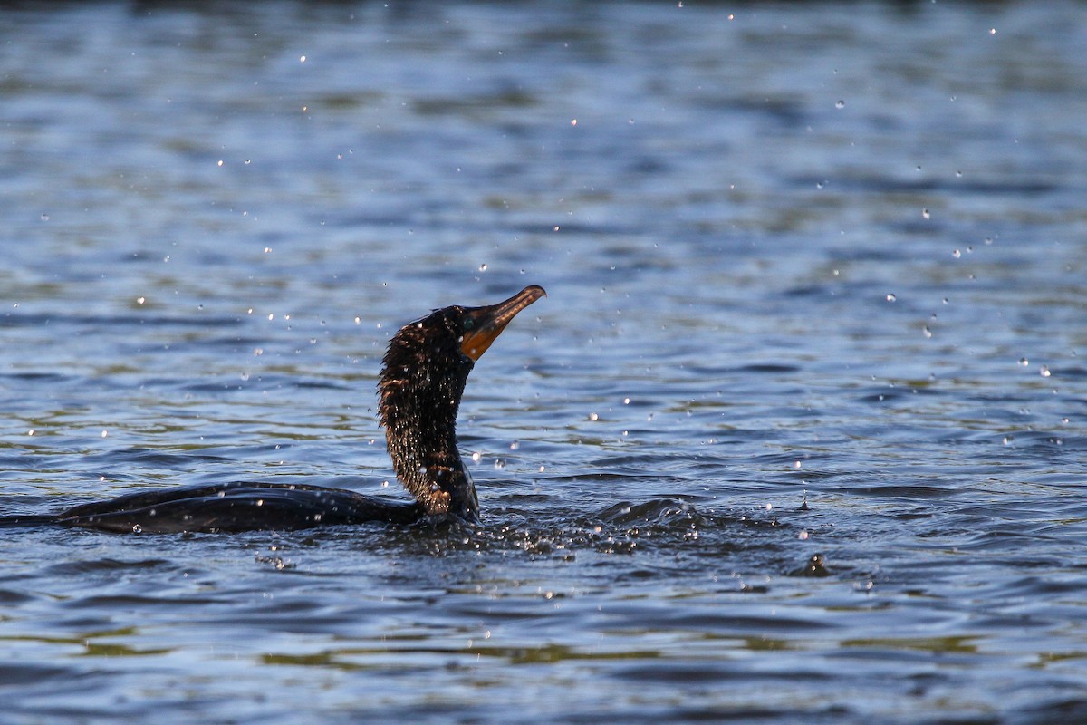 Double-crested Cormorant - ML585786781