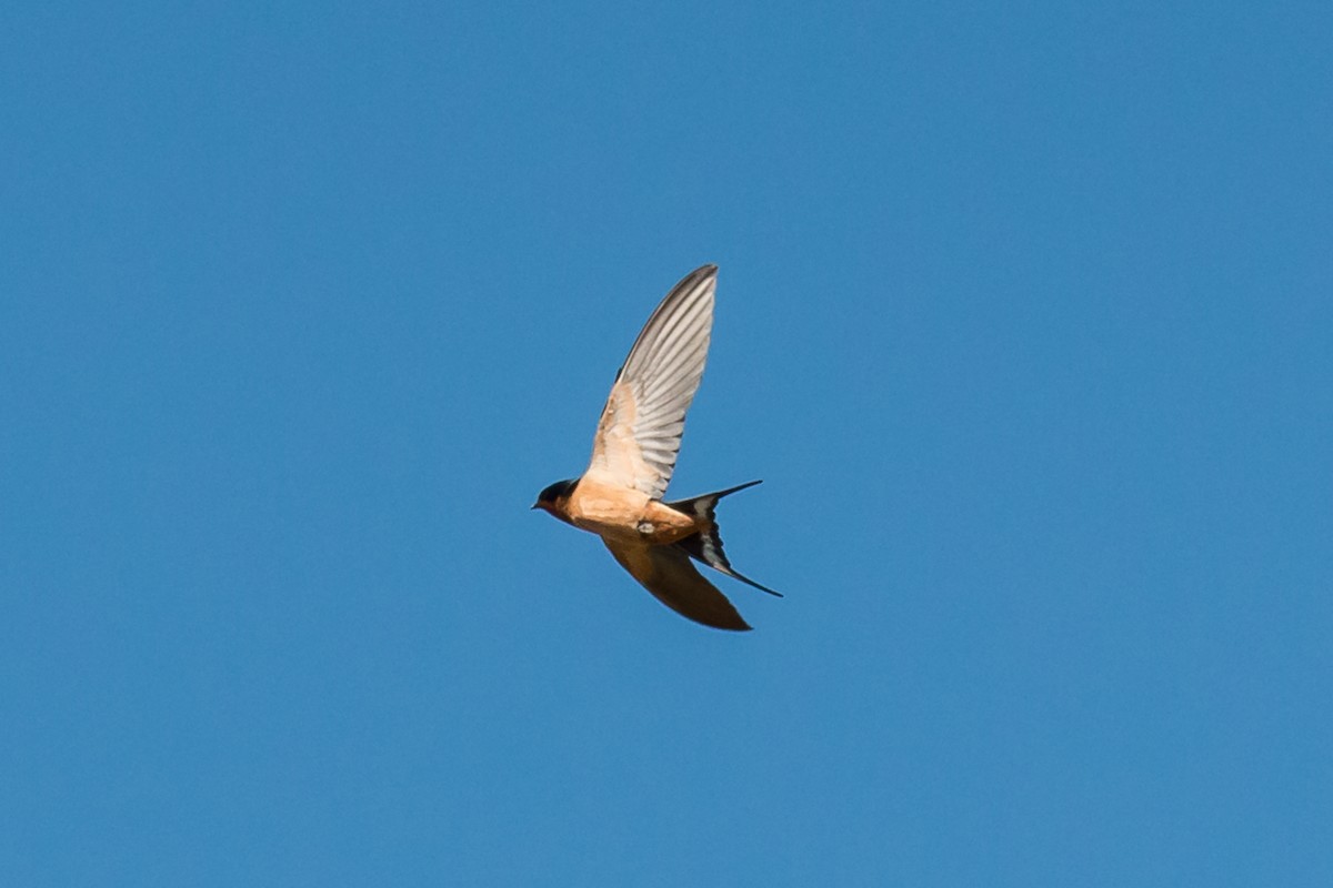 Barn Swallow - ML58578721