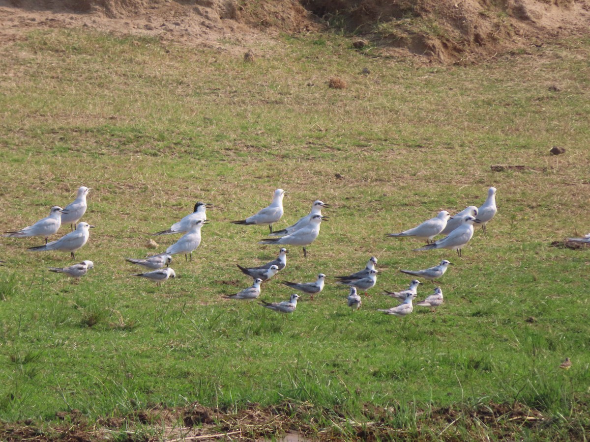 White-winged Tern - ML585787701