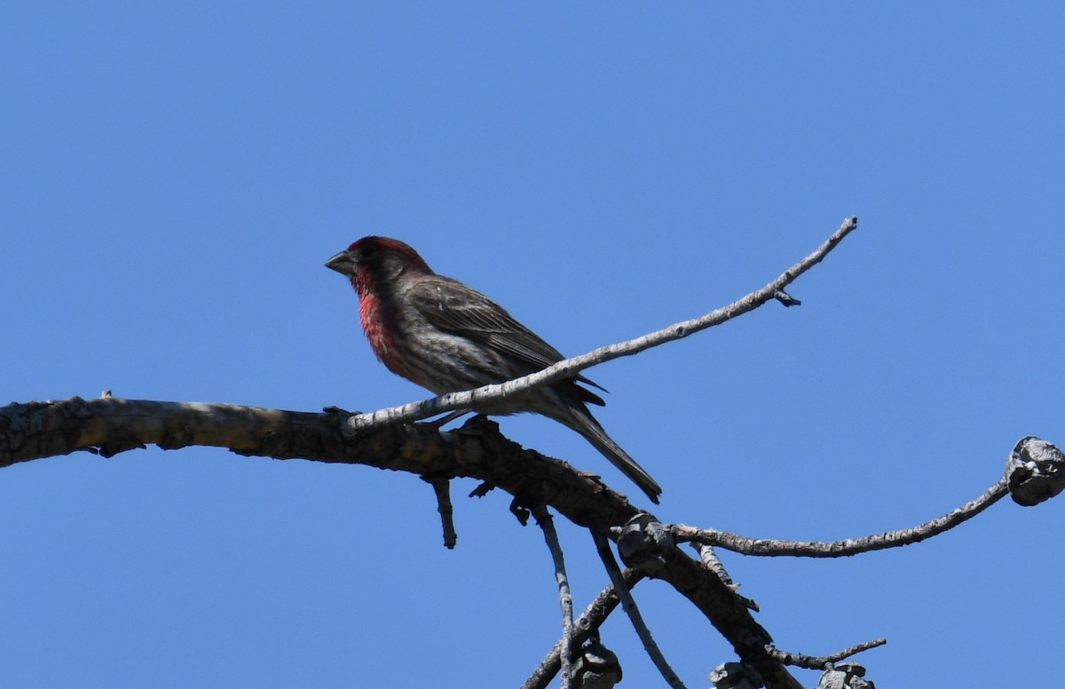 House Finch - Colin Dillingham