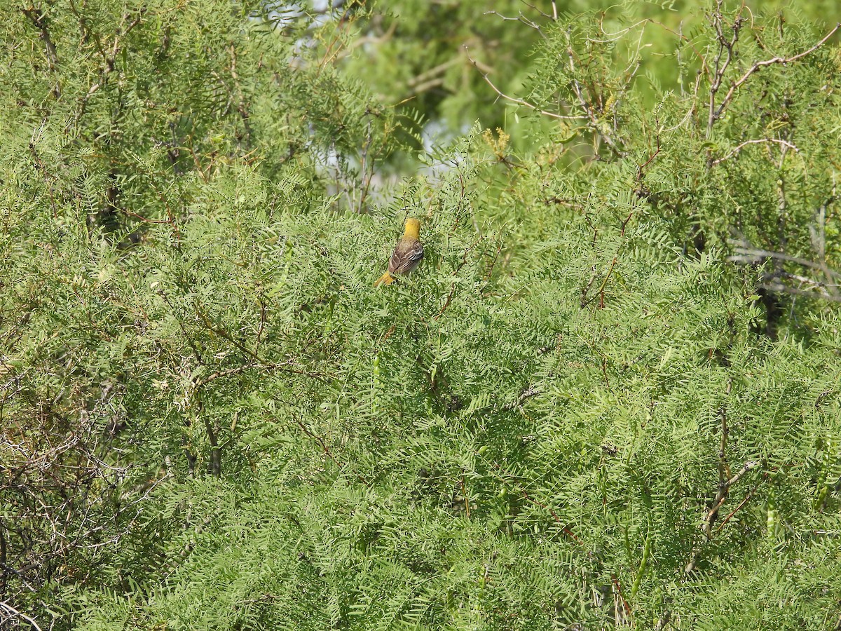 Bullock's Oriole - ML585788211