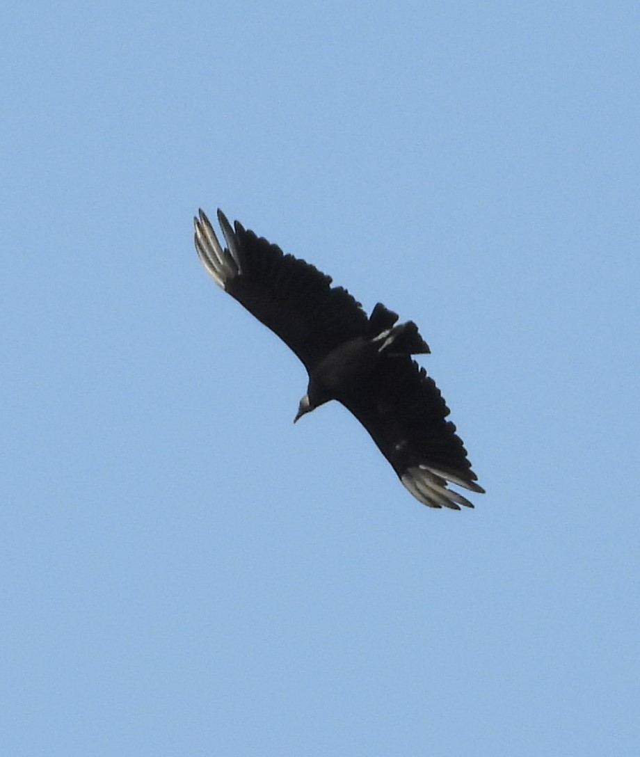 Black Vulture - ML585788661