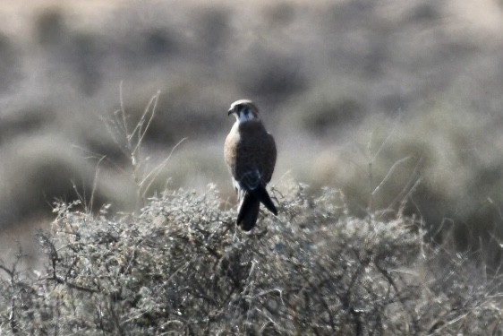 Brown Falcon - ML585788741