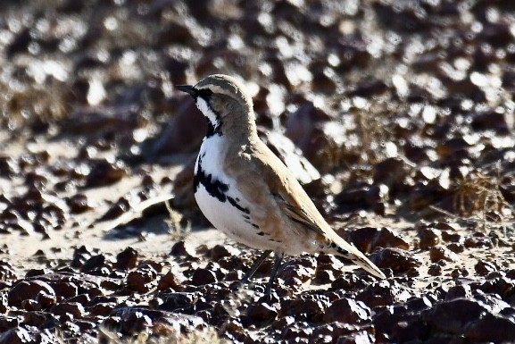 Cinnamon Quail-thrush - Russell Waugh