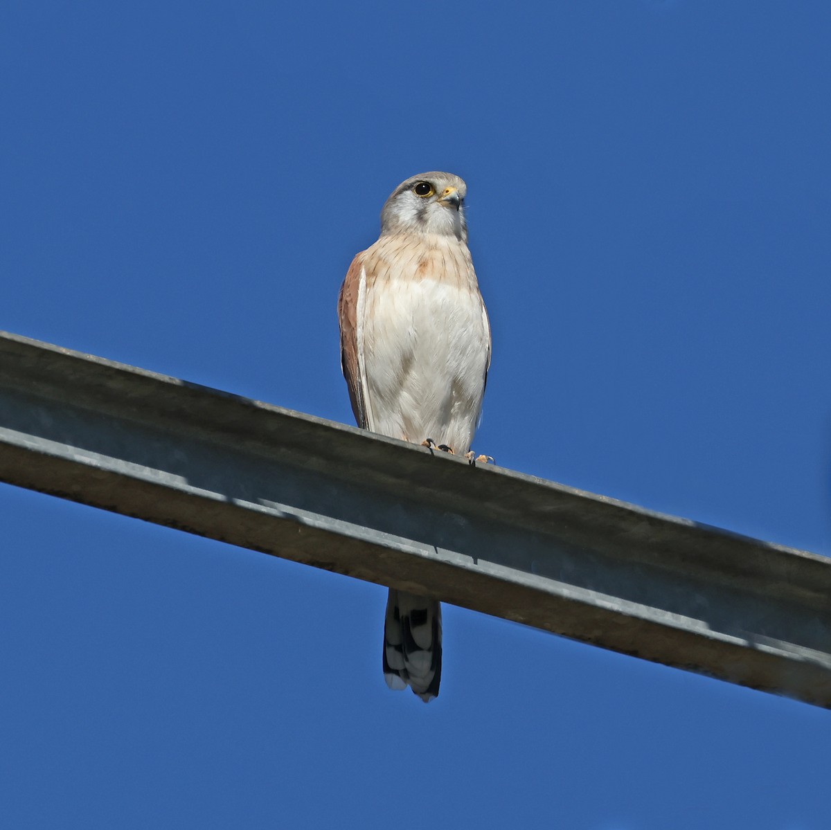 Nankeen Kestrel - ML585789201