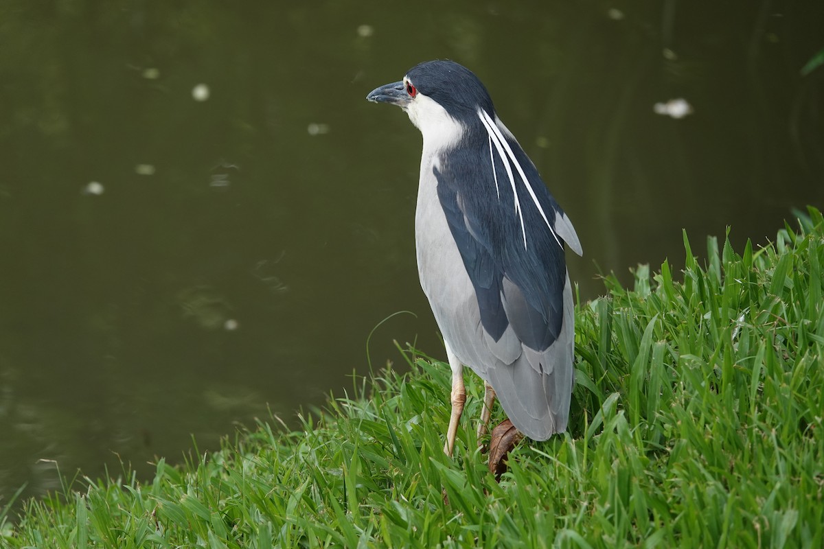 Black-crowned Night Heron - ML585790391