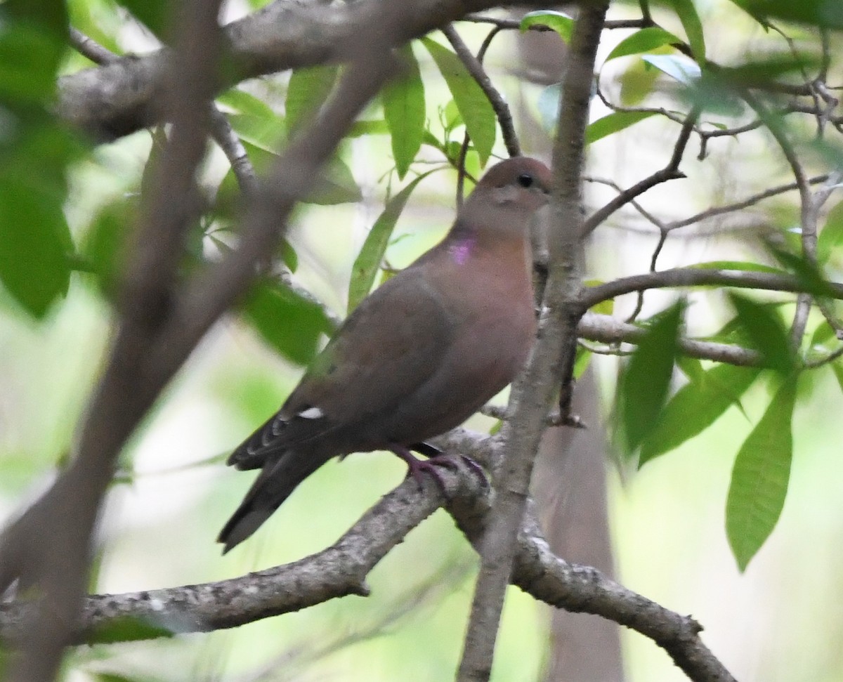 Zenaida Dove - ML585791961