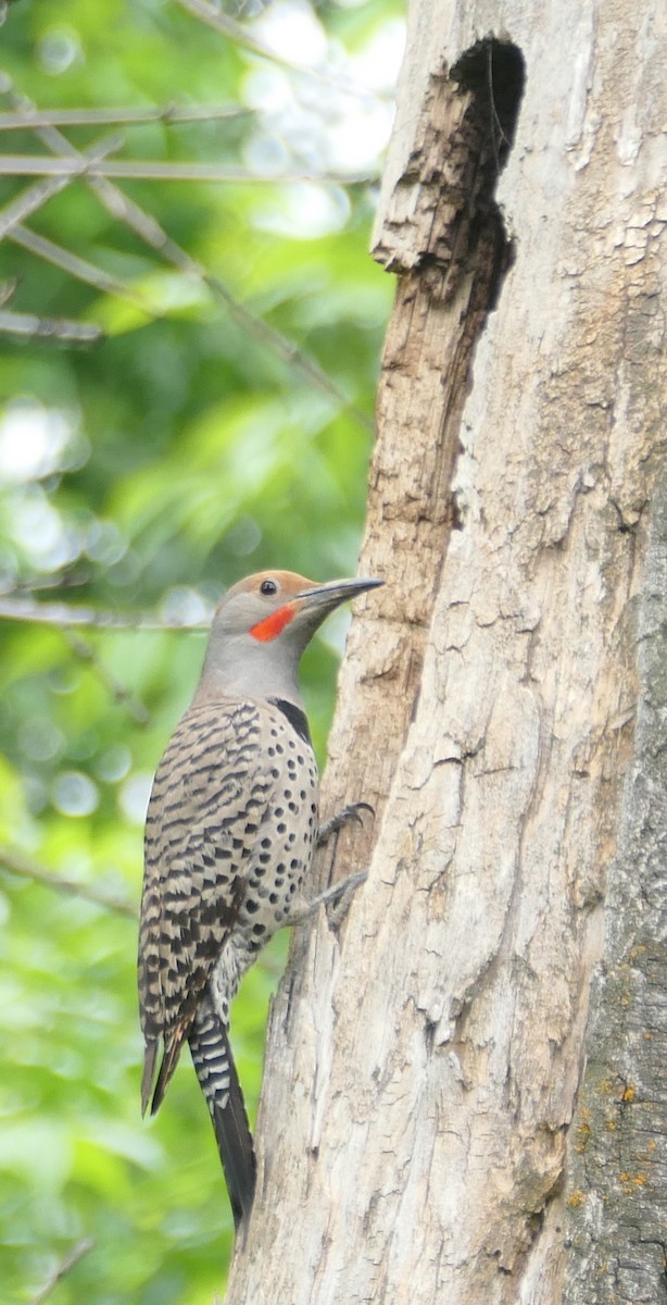 Northern Flicker - ML585792731