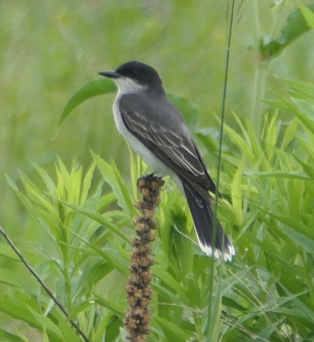 Eastern Kingbird - Melanie Barnett