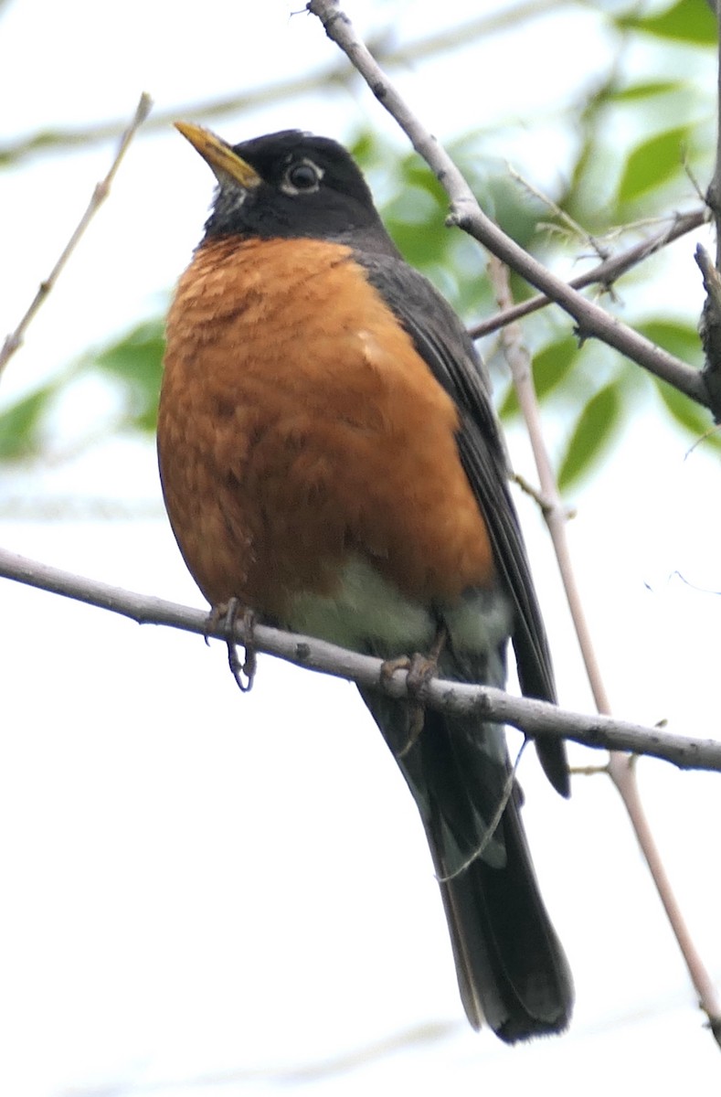 American Robin - ML585792821