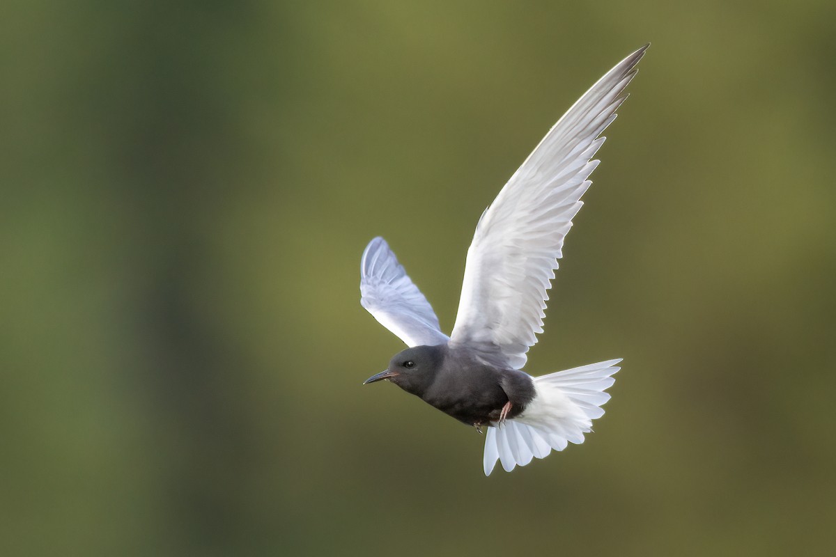 Black Tern - Jeff Dyck