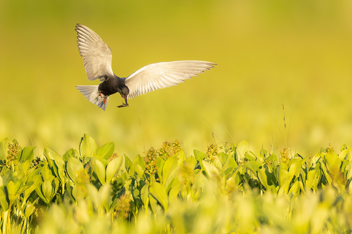 Black Tern - ML585793251