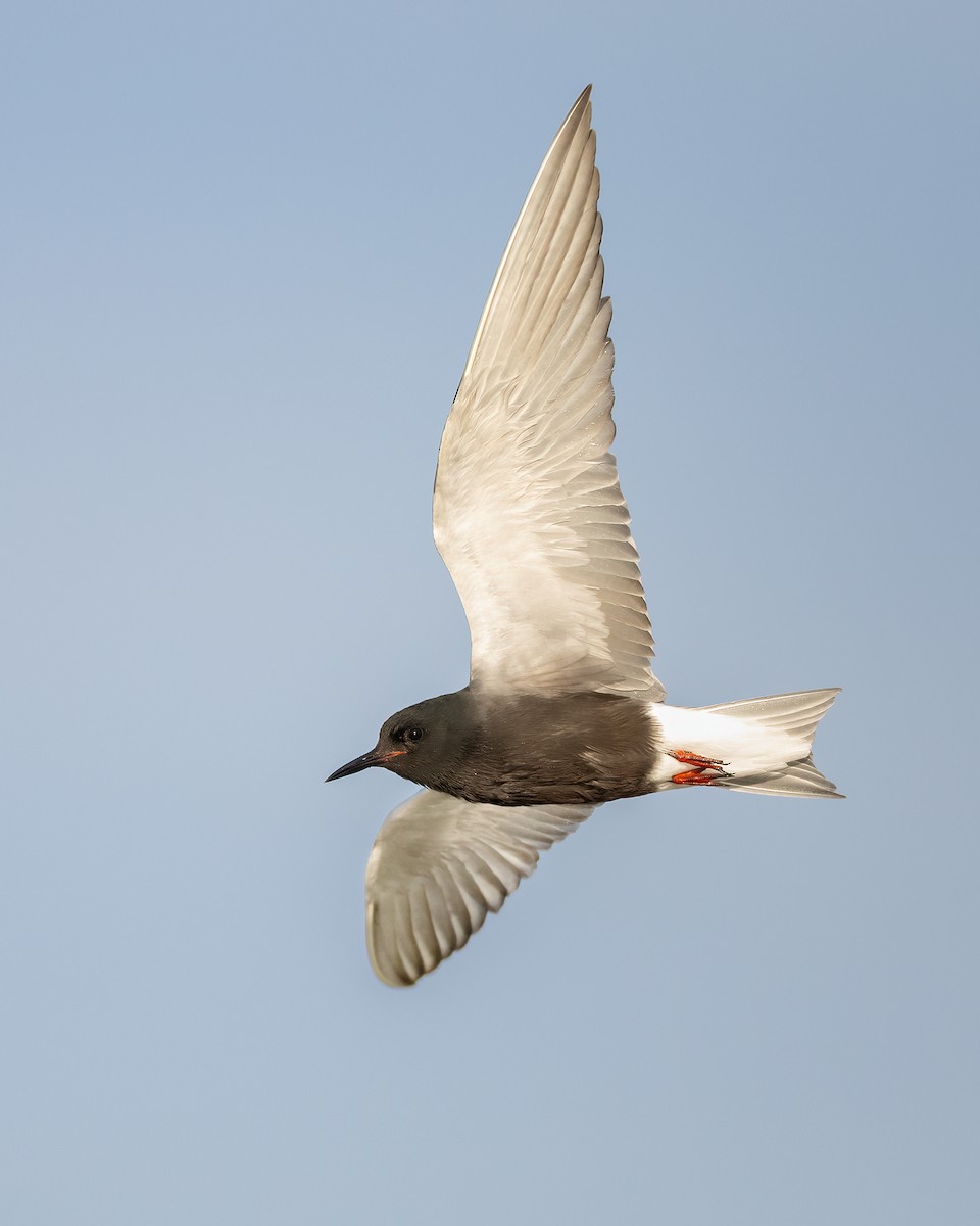 Black Tern - Jeff Dyck