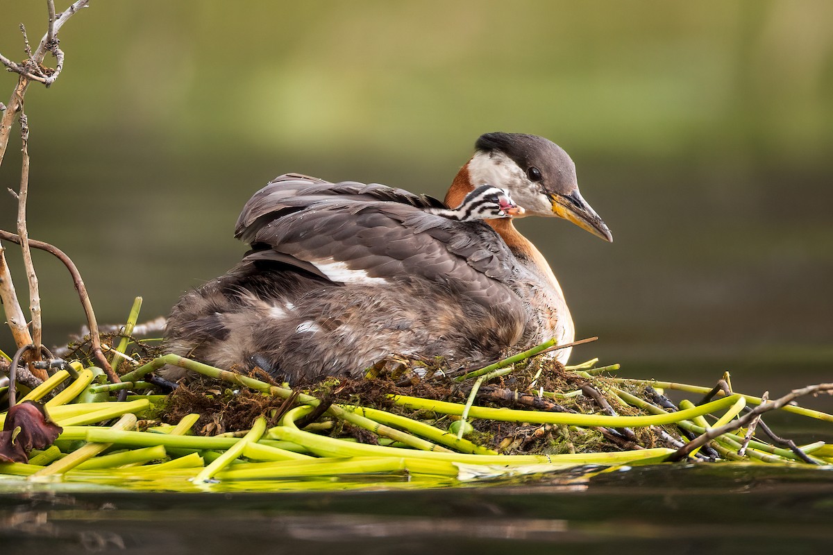 Red-necked Grebe - ML585793901