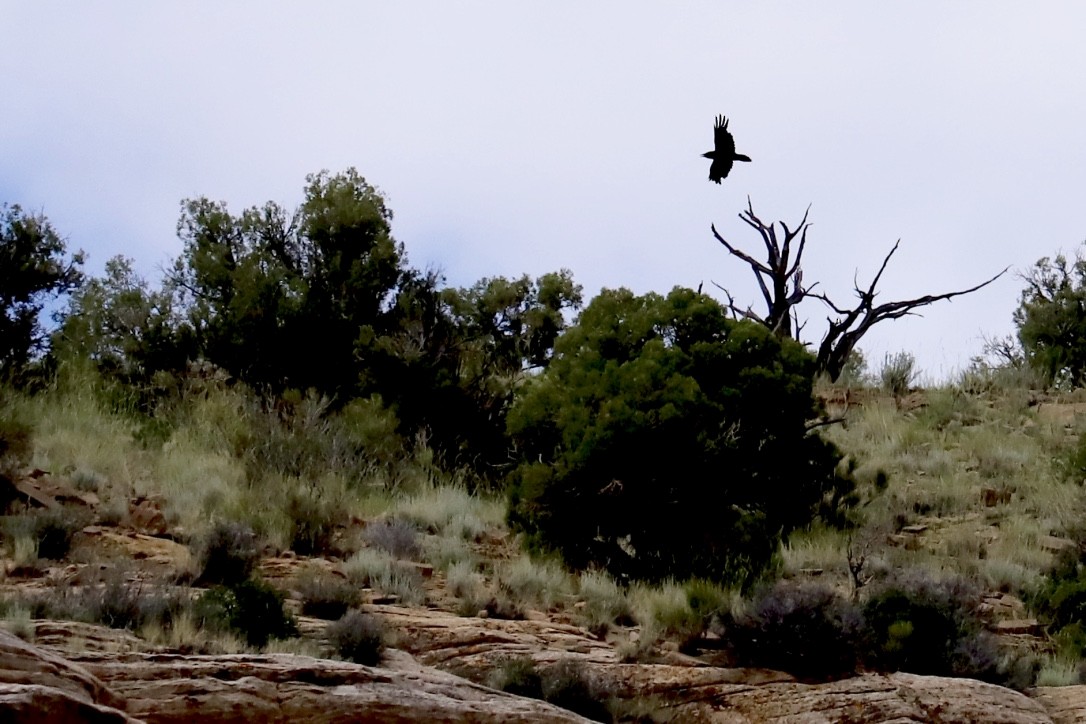 Common Raven - ML585794831