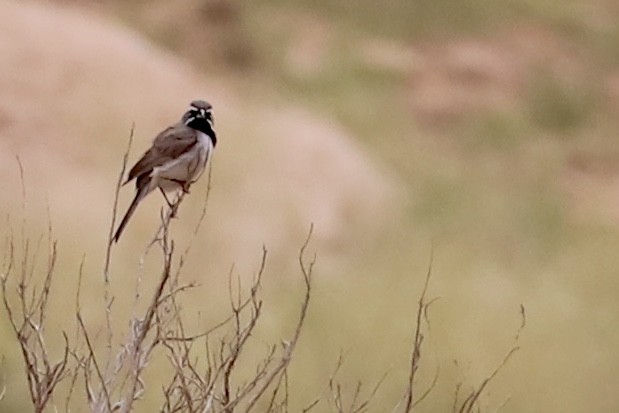 Black-throated Sparrow - ML585794851