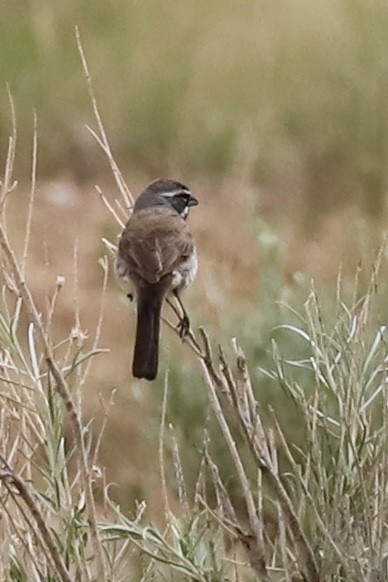 Black-throated Sparrow - ML585794861