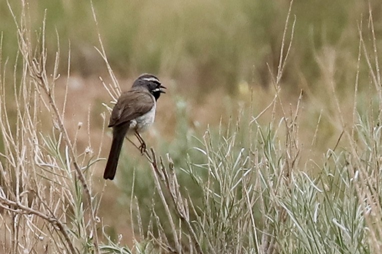 Black-throated Sparrow - ML585794871