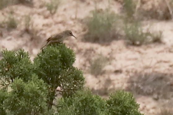Rock Wren - ML585794911