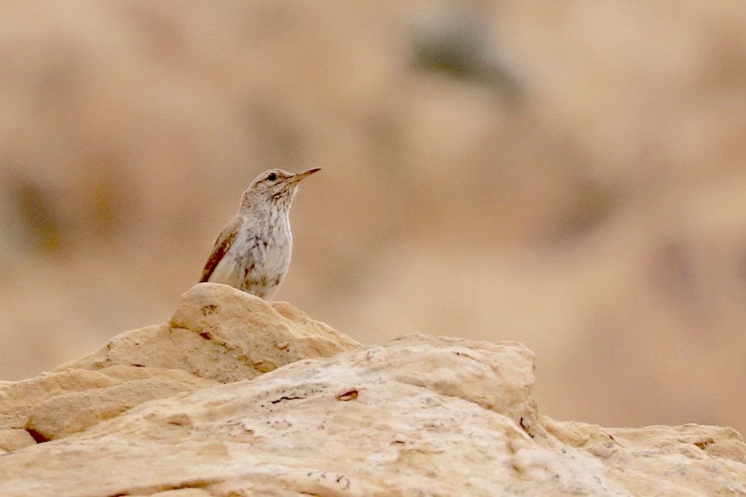 Rock Wren - ML585794921