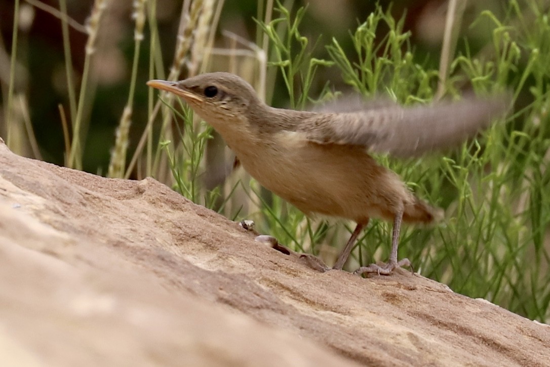 Rock Wren - ML585794931