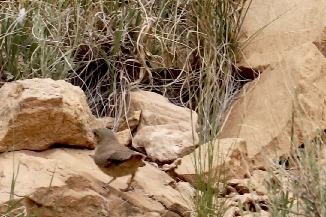 Rock Wren - ML585794941