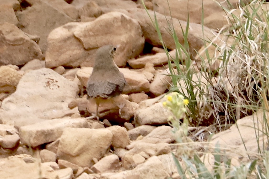 Rock Wren - ML585794951