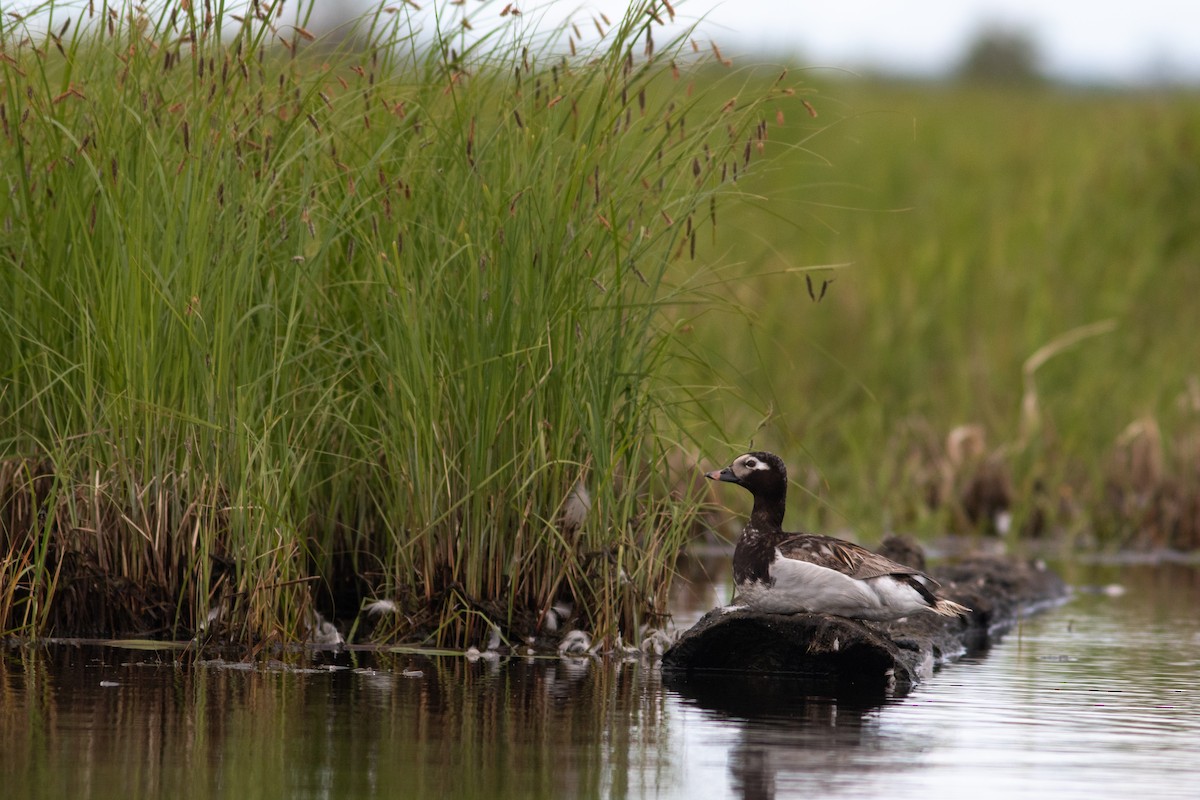 Long-tailed Duck - ML585798141